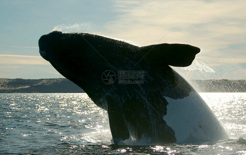 鲸鱼力量海洋生物跳跃游泳金字塔哺乳动物海洋潜水动物活力旅游图片