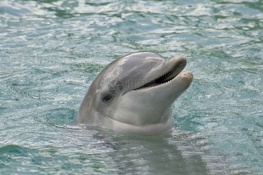 大西洋瓶鼻海豚图片