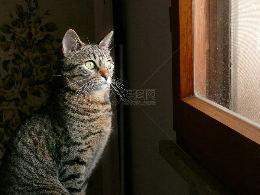 窗口中的猫小猫宠物毛皮猫咪眼睛哺乳动物猫科动物白色窗户胡须图片