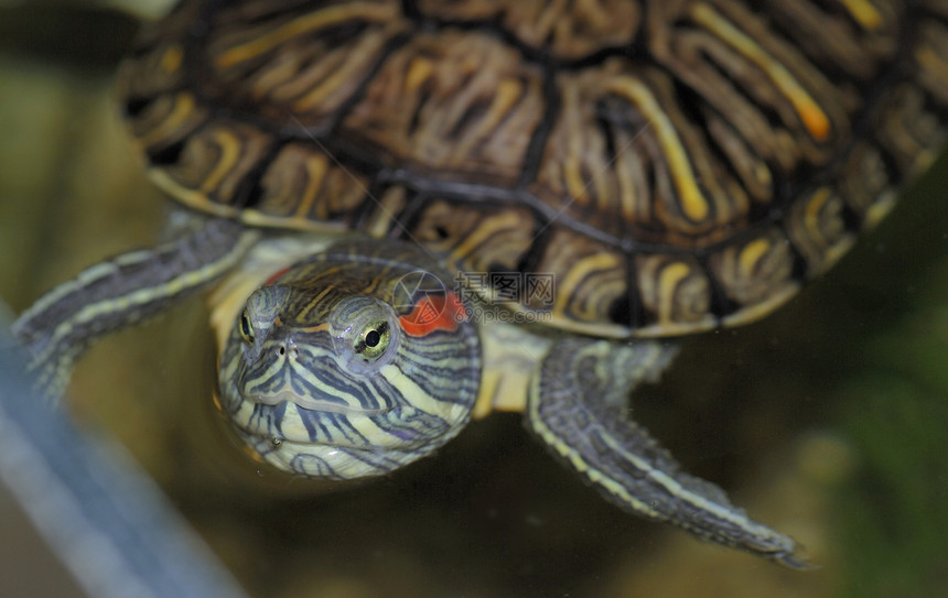 红海龟盯着你图片