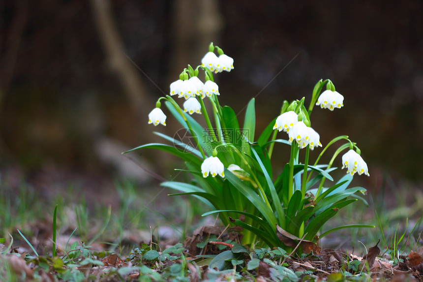 春雪花公园花园植物宏观白色植物群季节性图片