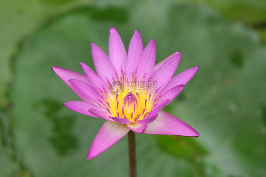 紫莲花花园紫色公园植物植物学图片