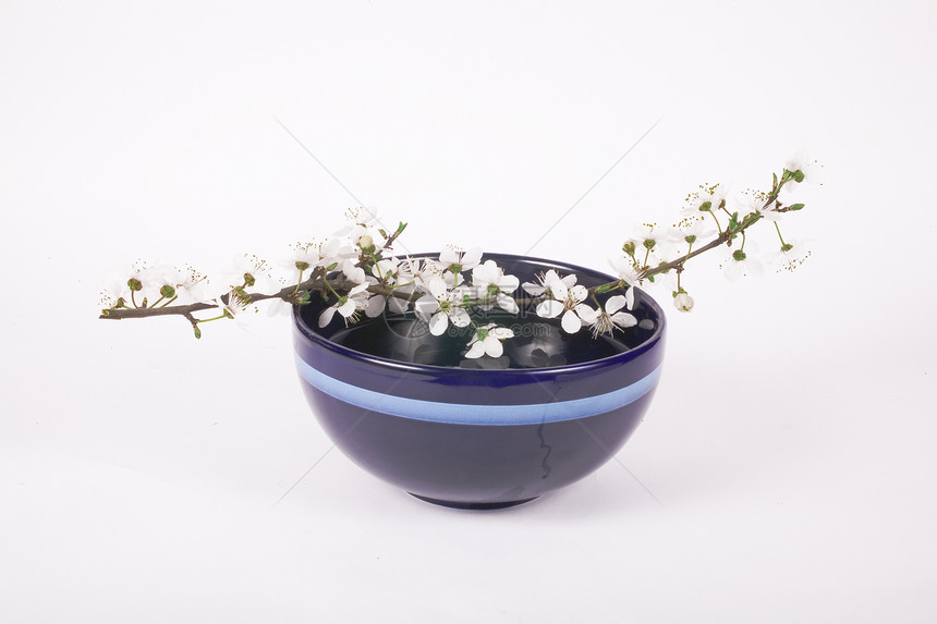 萨库拉青春蓝色青年植物图片