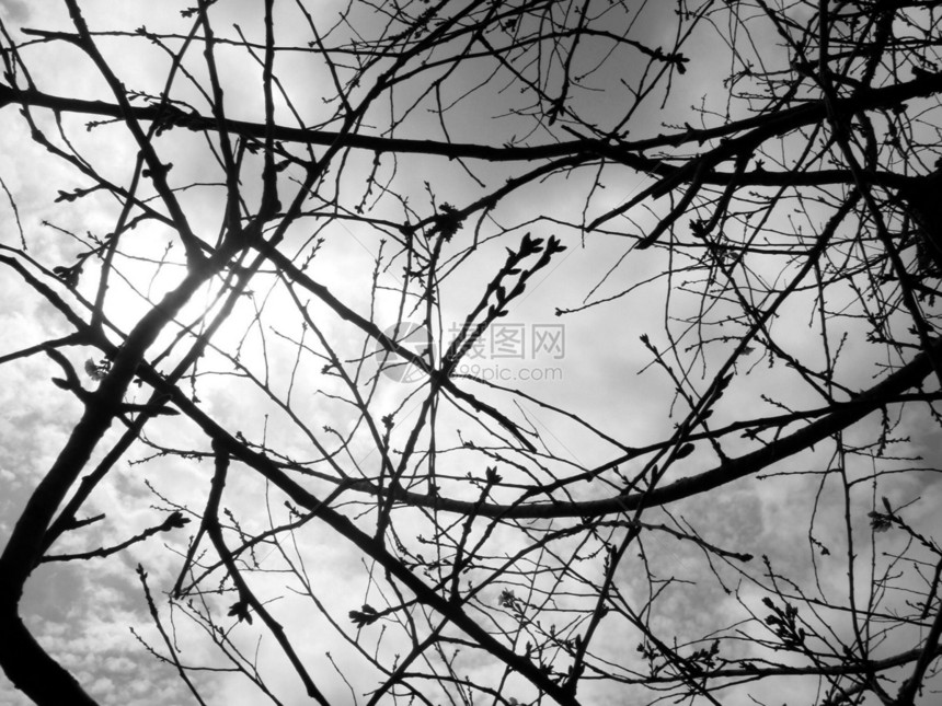 Twig 爱情树枝黑色质量白色黑与白晴天图片
