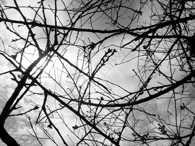 Twig 爱情树枝黑色质量白色黑与白晴天背景图片