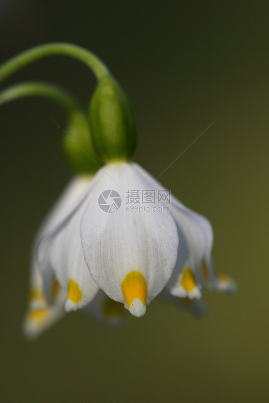 春雪花宏观植物群季节性植物公园白色花园图片