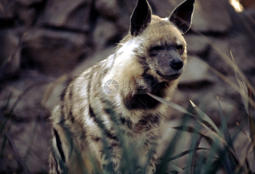 土狼人动物捕食者哺乳动物鬣狗食肉图片