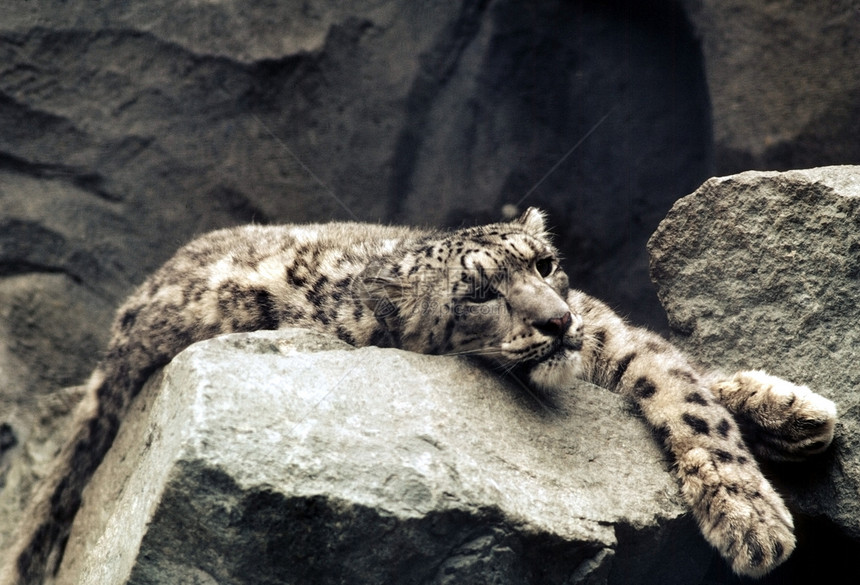 雪豹岩石哺乳动物野猫图片