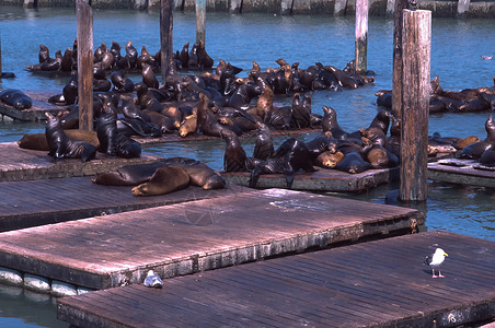 海狮岛海狮远足海洋荒野动物城市旅行码头地标渔人哺乳动物背景