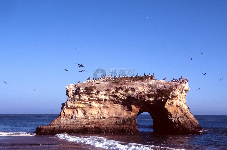 自然桥梁生活海洋擦洗螃蟹海星海豹优势迁移野花支撑图片