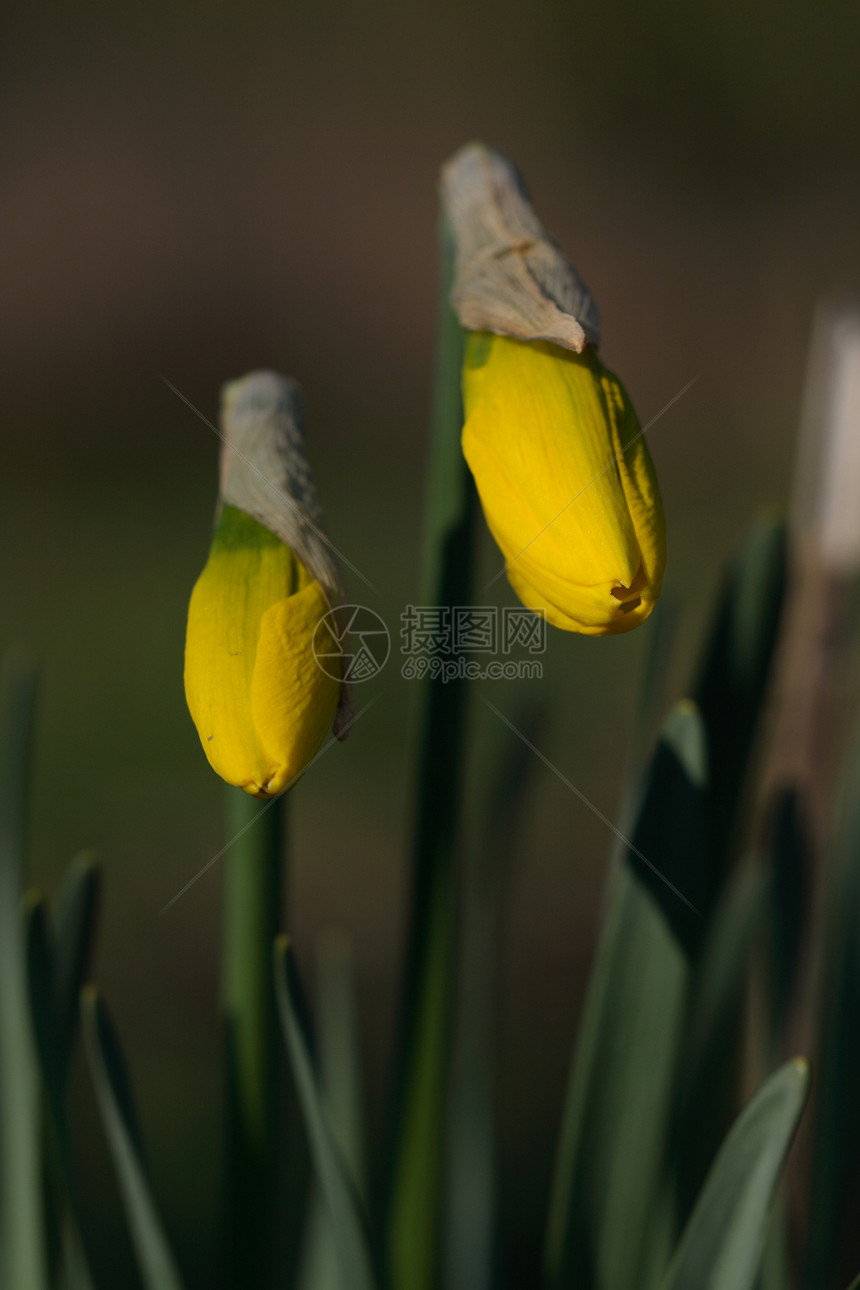 Daffodil纳西西斯L公园植物季节性黄色宏观植物群花园图片