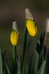 Daffodil纳西西斯L公园植物季节性黄色宏观植物群花园背景图片