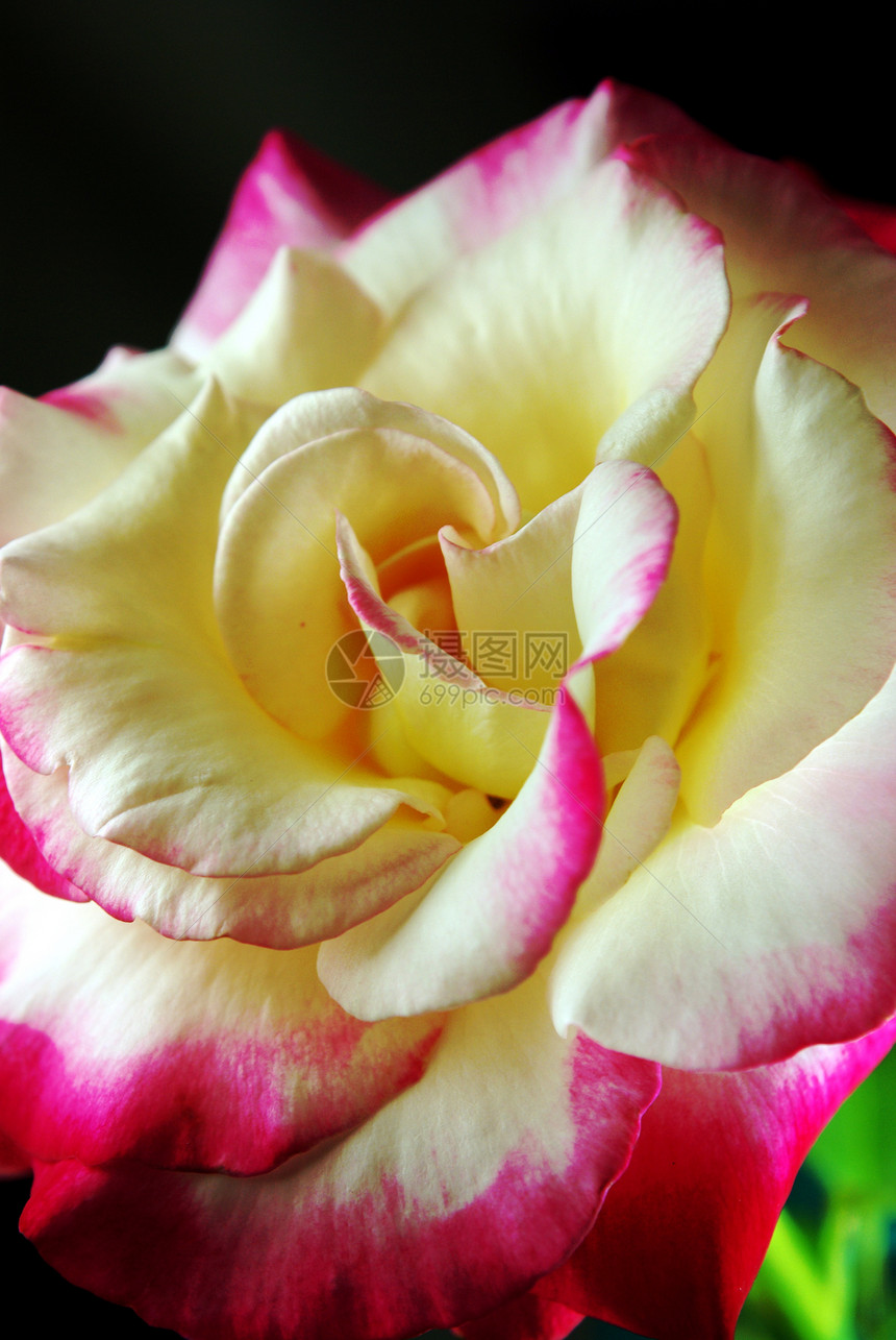 玫瑰缝合红色粉色白色花瓣图片