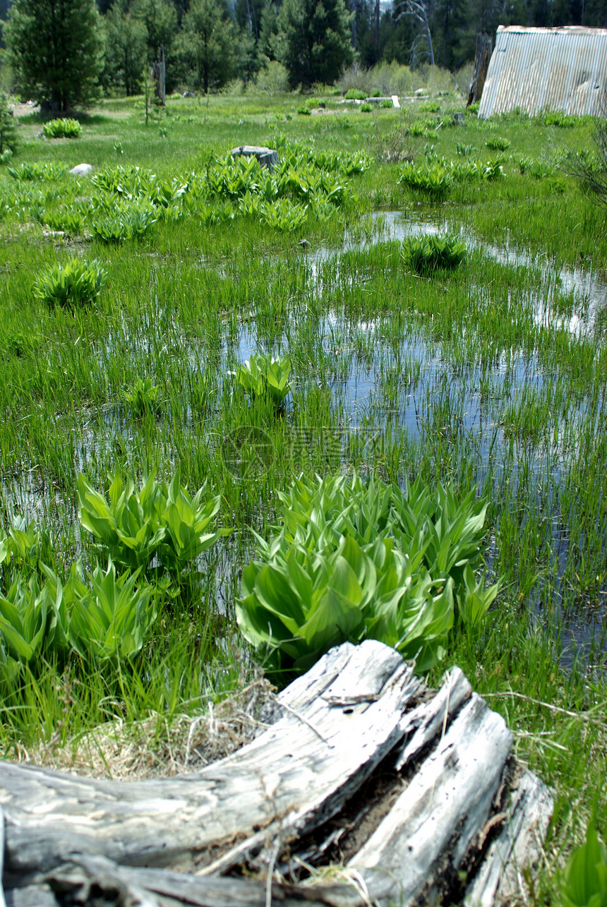 春月山草地树木绿色白色树叶叶子松树森林植物图片