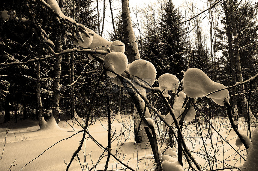 冬季木柴自由森林季节场景树木棕褐色暴风雪植物白色风景图片