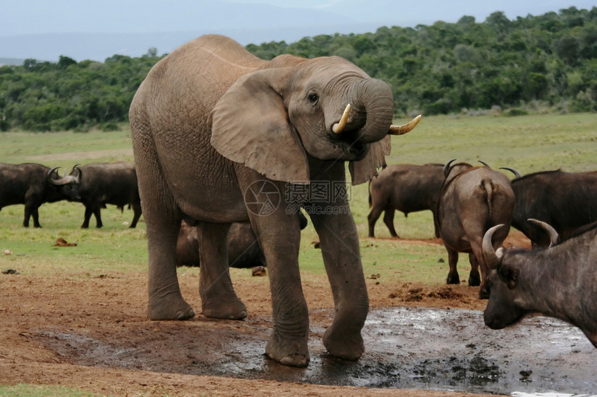非洲大象和水牛说谎动物尾巴象牙灰色哺乳动物树干牛角衬套耳朵图片