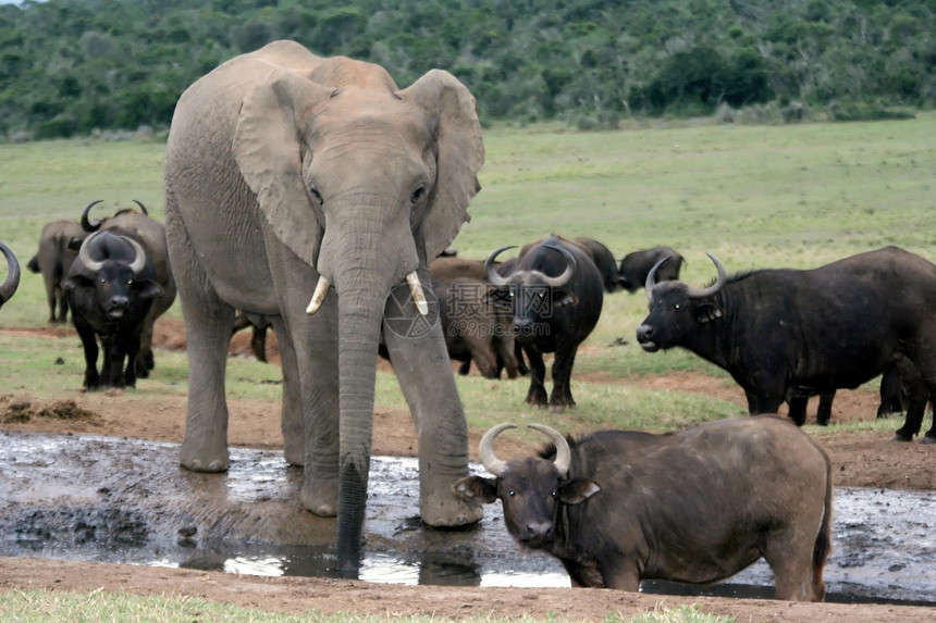 黄昏时的非洲大象和水牛图片