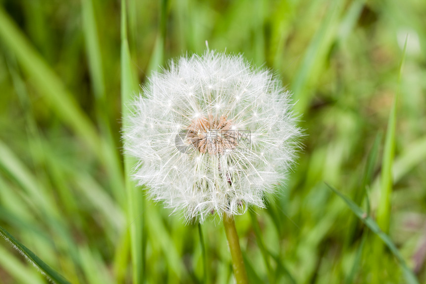 花层林地绿色树木图片