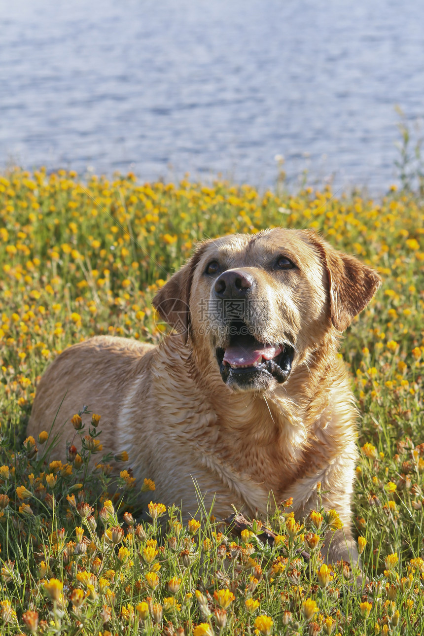 花田中的拉布拉多场地花朵猎犬黄色纯种狗宠物友谊哈巴狗哺乳动物家畜图片