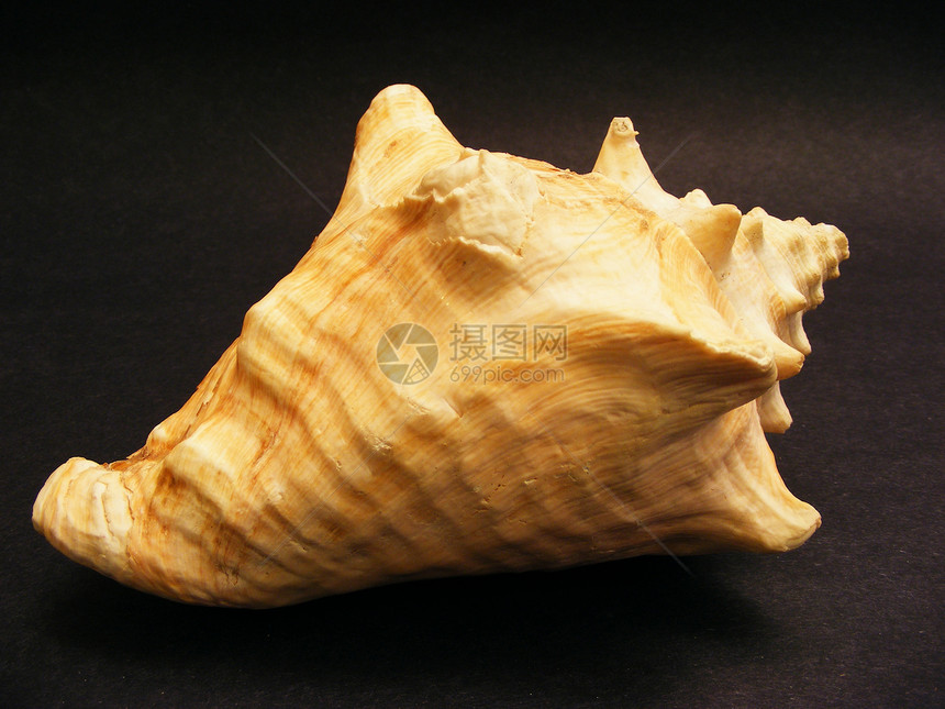 海壳壳风格装饰海洋海洋生物贝壳图片