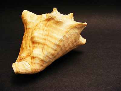 海壳壳海洋海洋生物装饰风格贝壳背景图片