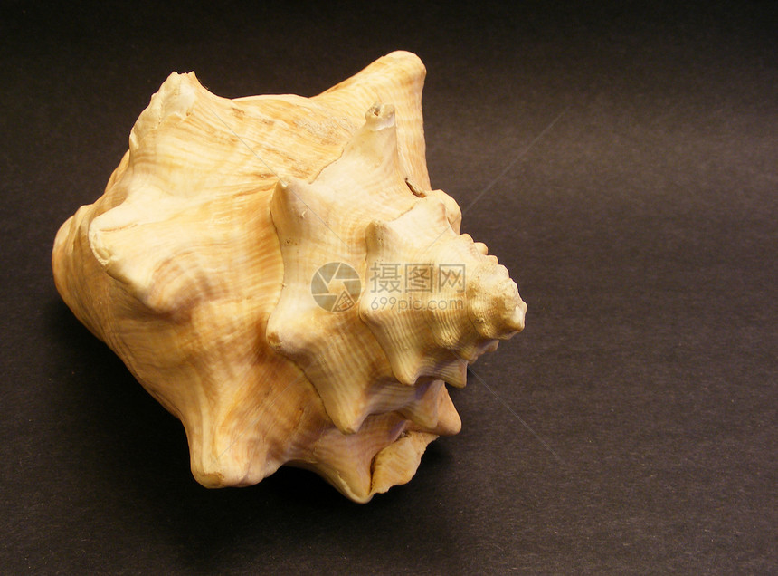 海壳壳海洋海洋生物贝壳风格装饰图片