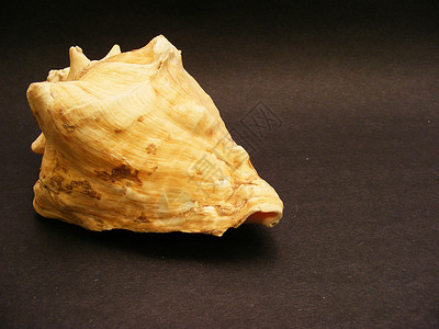海壳壳装饰贝壳海洋海洋生物风格背景图片