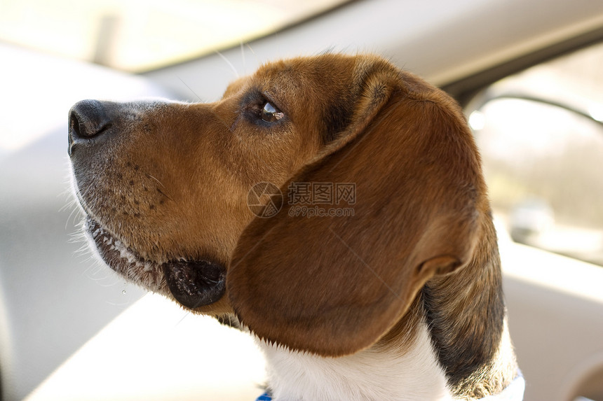 Beagle 纵向爆头皮带婴儿朋友鼻子小狗衣领警报工作室猎犬图片