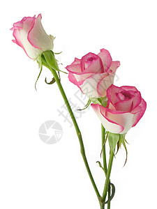 粉红玫瑰花如礼物背景图片