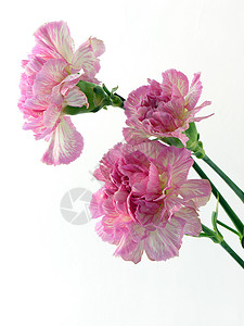 粉红康乃馨铭文植物群礼物粉色背景图片