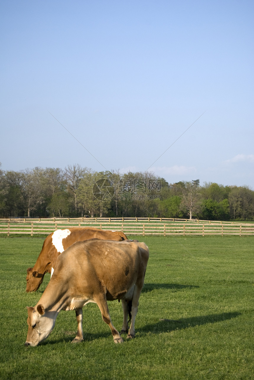 两头牛牛放牧图片