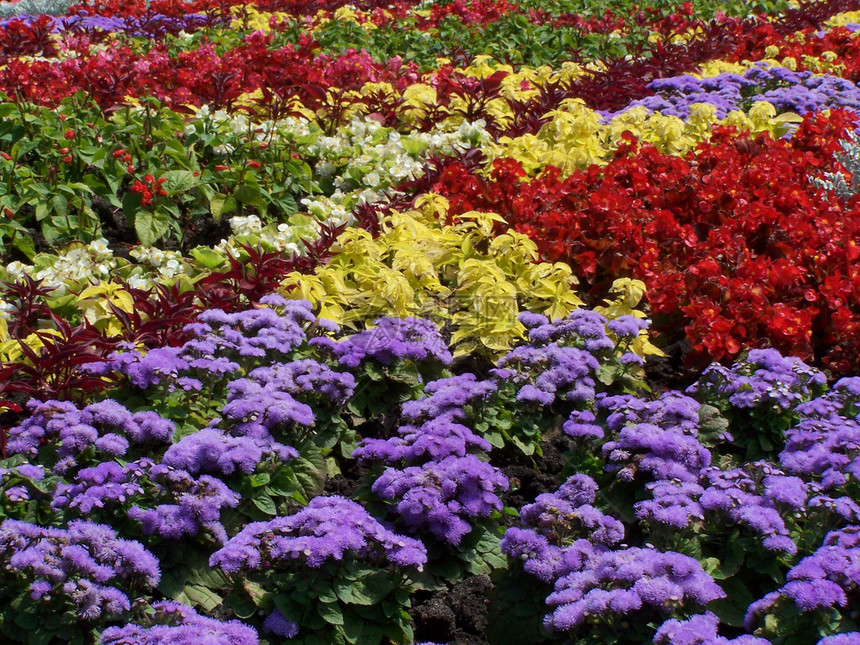 多彩多彩的花朵床花园花店红色紫色栗色植物群白色季节生态丹参图片