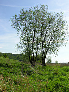 树 树和树天空植物草地树木植物群背景图片