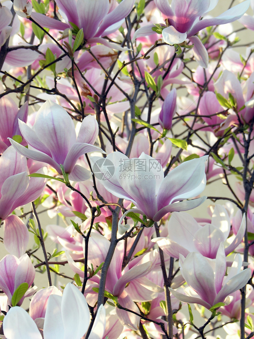 木兰花树的盛开花丛粉色图片