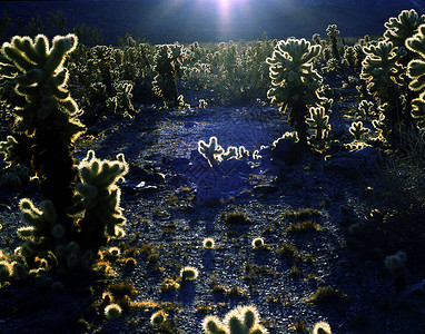 霍乱日落沙漠背景图片