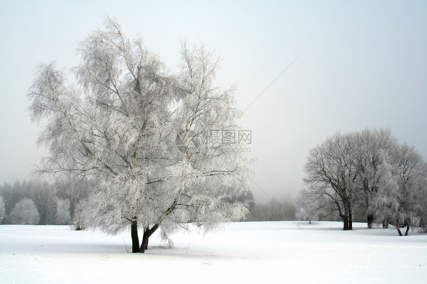 带树的雪雪花图片