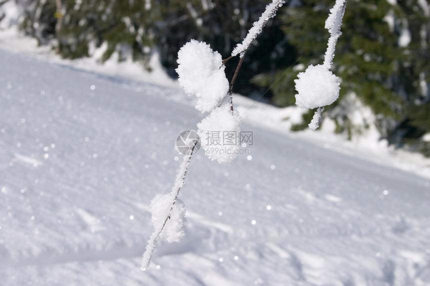 雪雪树公园季节植物水晶白色宏观天气树木森林枝条图片