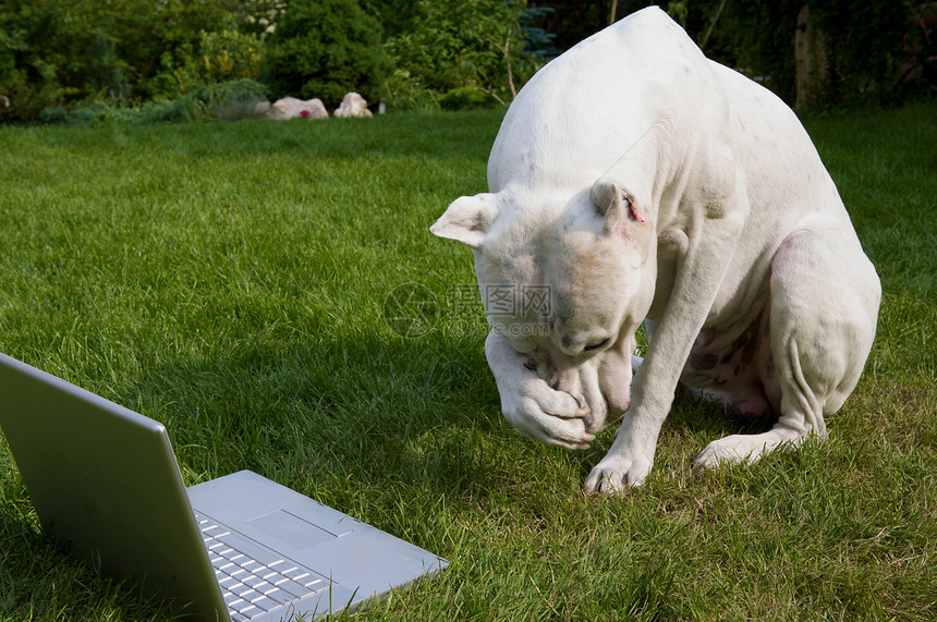 羞耻笔记本绿色白色犬类家畜阳光花园动物耻辱动物群图片
