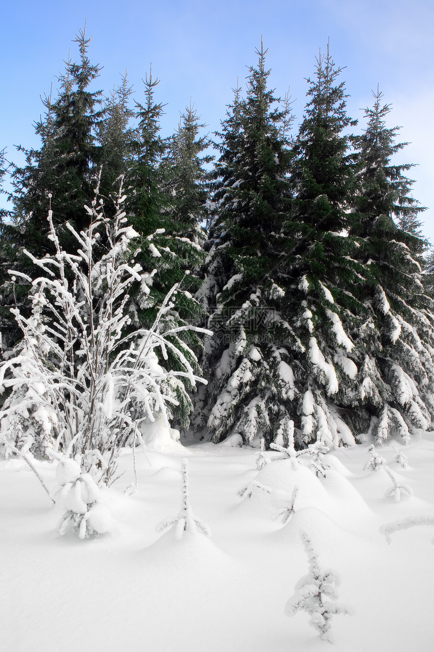 冬季森林荒野场景针叶假期寂寞地形太阳蓝色城市树木图片