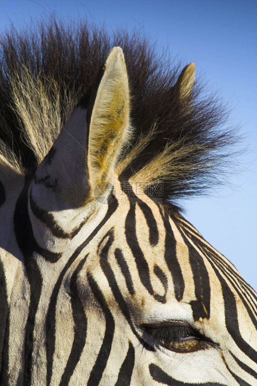 斑马眼睛鬃毛头发荒野食草白色线条黑色纹理野生动物图片