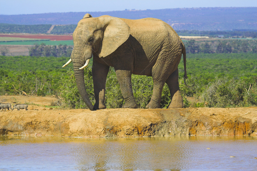 非洲大象獠牙动物象牙身体反射区系哺乳动物荒野食草树干图片