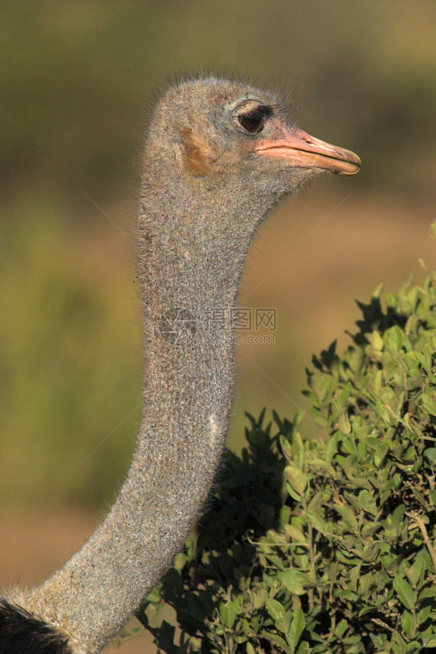 Ostrich 颈部和头部图片