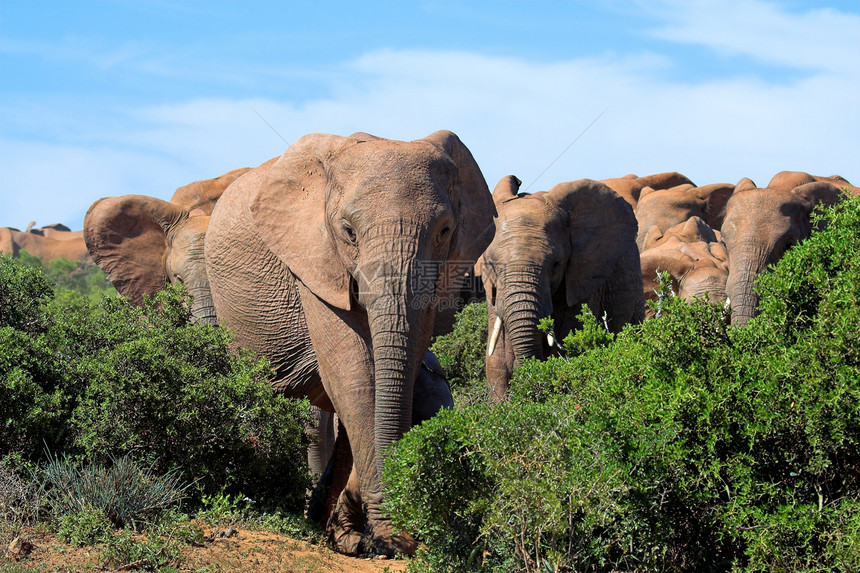 非洲灌木中大象树干植物区系野生动物荒野身体怪物尾巴耳朵力量图片