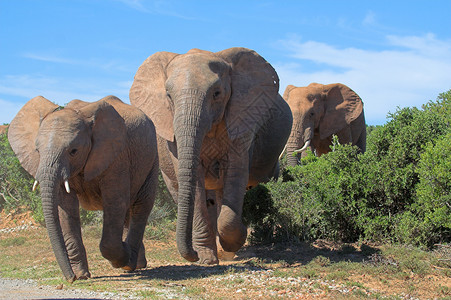 进食中大象远征危险的高清图片