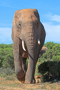 进食中大象自然五巨头高清图片