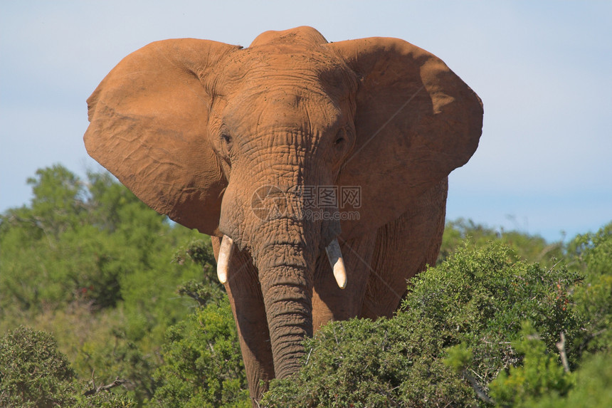 非洲大象 有耳传播的非洲大象图片