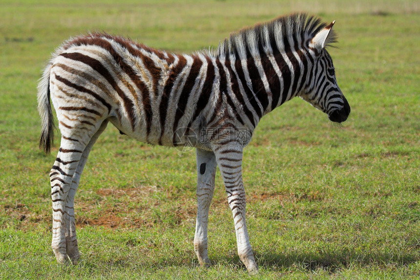 Zebra Fawn 斑马帆野生动物动物公园黑色哺乳动物食草线条纹理动物园鬃毛图片