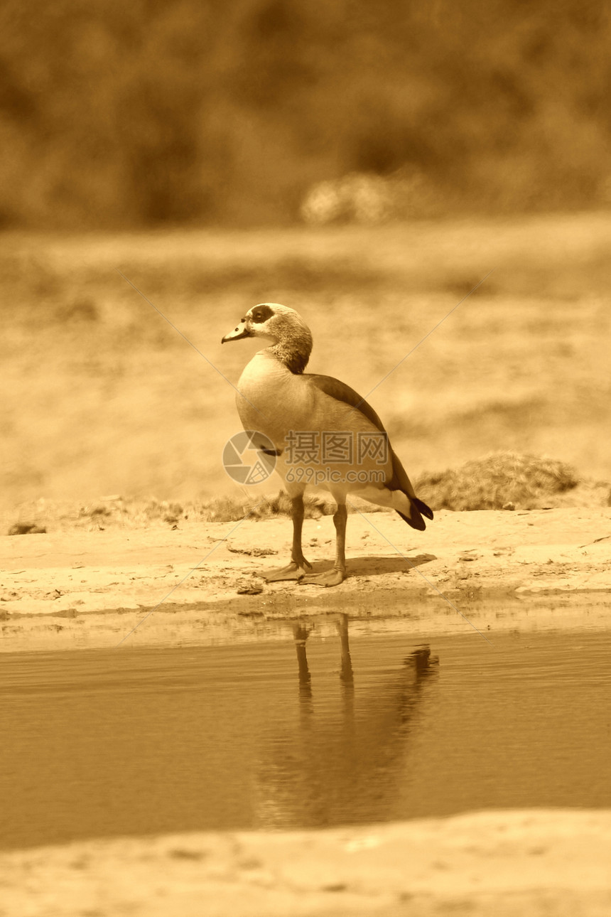 埃及鹅羽毛反射蹼状鸟类动物图片
