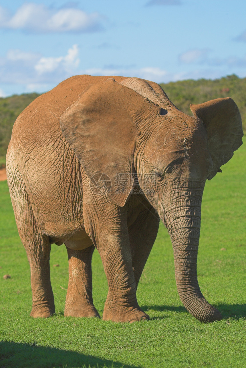 女性大象濒危树干旅行食草尾巴耳朵动物群象牙哺乳动物身体图片