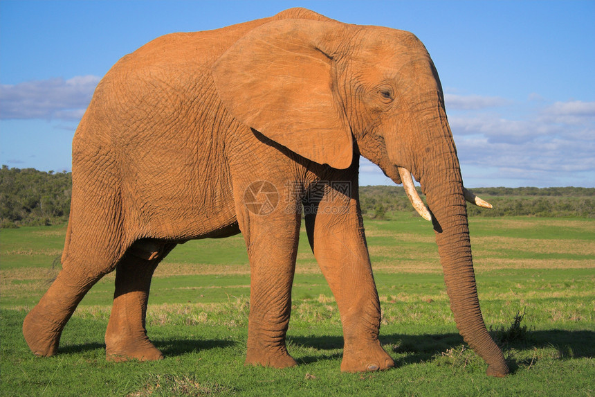 非洲大象巨头动物獠牙树干哺乳动物怪物野生动物食草旅行耳朵图片